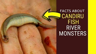 Candiru Fish river monsters Amazing facts about Candiru Fish feedingsize and life cycle for kids [upl. by Nehttam]