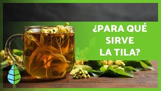 BENEFICIOS de la TILA 🌿 Propiedades Cómo preparar una INFUSIÓN y Contraindicaciones [upl. by Toddie]