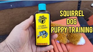 Squirrel Dog Puppy Training  Squirrel Scent [upl. by Eikkin]