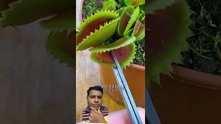 Flytrap plant shorts flytrap insecteat plants fun wow comedy trending viral [upl. by Alemac]