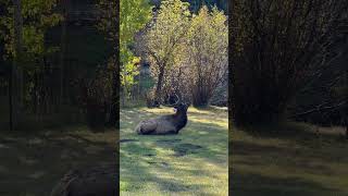 Elk resting  Estes Park [upl. by Amador]