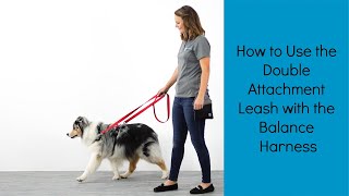 The Perfect Leash for Strong Pullers  How to use the Double Attachment Leash w the Balance Harness [upl. by Dillie599]