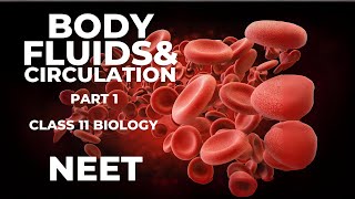 Class 11 Biology Body fluid and Circulation Blood plasma Formed Elements RBC WBC Platelets [upl. by Cyrille566]