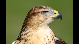 Falconry Ferruginous hawk or eagle wildlife falconry [upl. by Akiehsal]