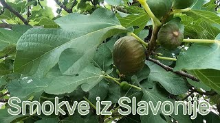 Smokve iz Slavonije [upl. by Bethesda372]