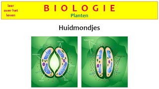 Biologie  Planten  Huidmondjes [upl. by Ja]