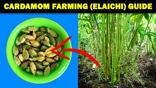 Cardamom Farming  Cardamom Elaichi Cultivation  How to grow Cardamom at home from Seed [upl. by Roxine]