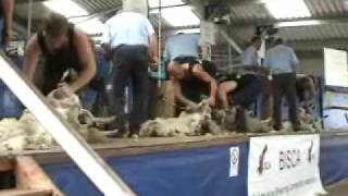 Sheep Shearing Black Isle Show 2009 [upl. by Ennirok921]