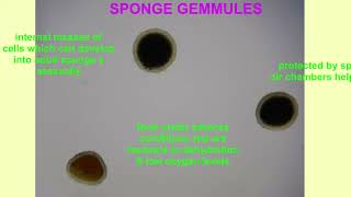 SPONGE GEMMULES [upl. by Nosahc223]