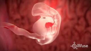 Fetal Development 3D Animation  Infuse Medical [upl. by Ummersen]