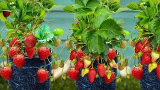 How To Grow Strawberry Trees From Strawberry Fruit  Growing Strawberry Plants From Strawberry Fruit [upl. by Ordnazil]