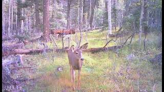 15 yards from my treestand all this action  Elk amp Mule Deer  Angel Fire NM [upl. by Ettenwad]