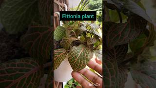 Fittonia plant Nerve plant Painted net leaf mosaic plant complete care of Fittonia [upl. by Bunker]