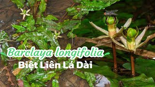 Barclaya longifolia in nature  Biệt liên lá dài [upl. by Eric]