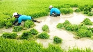 Cómo Rehabilitar Suelos para Cultivar Arroz  TvAgro por Juan Gonzalo Angel [upl. by Monie]