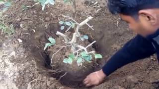 How to make hunting of planttree in proper and successful way to make bonsaistep by step  Part2 [upl. by Barthol]