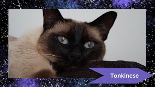 Tonkinese Cat The Perfect Blend of Siamese and Burmese 🐾 [upl. by Claire258]