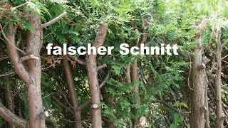 Koniferenschnitt Thuja Zypresse Nadelbaum schneiden [upl. by Ariaic959]