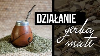 Yerba mate rakotwórcza Działanie Yerba Mate właściwości Yerba Mate Czajnikowypl [upl. by Enelyaj]