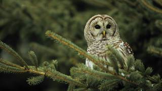 Voices Barred Owl [upl. by Nawad]