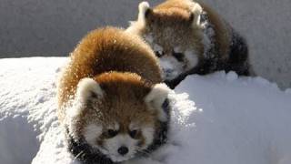 雪で遊ぶレッサーパンダ〜Red Panda playing in the snow [upl. by Daahsar]