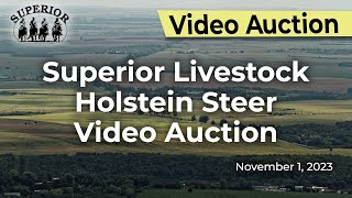 Superior Livestock Holstein Steer Video Auction [upl. by Arretnahs]