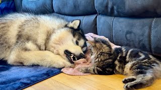 Giant Husky Play Fights Kitten He Bites Him [upl. by Nref]