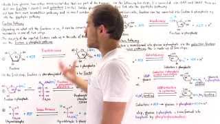 Fructose and Galactose Breakdown Pathways [upl. by Adev]