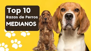 ¡Top 10 Razas de Perros Medianos Más Populares [upl. by Adnorehs915]