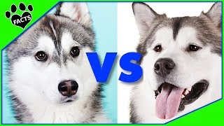 Alaskan Malamute vs Siberian Husky Who Will Win Dog vs Dog [upl. by Anair]