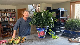 Repotting A Peace Lily  Spathiphyllum [upl. by Aihpled]