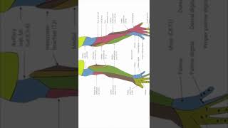 Lateral cutaneous nerve of forearm Lateral antebrachial cutaneous nerve short surfaceanatomy [upl. by Martica212]