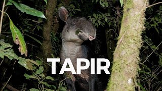 TAPIR [upl. by Jenne]