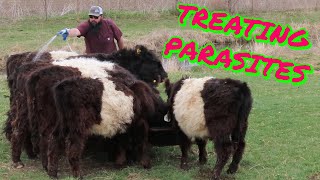 Treating Belted Galloway Cattle With Eprinex Pour On To Treat Inteneral And External Parasites [upl. by Bertold]