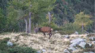 Cervi Hirsch Cerf settembre inizio bramiti [upl. by Dierdre]