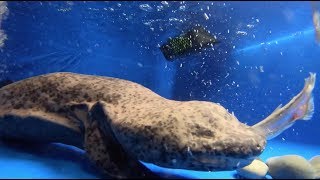 Feeding Time for Critically Endangered Chinese Giant Salamanders [upl. by Asertal]