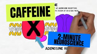 2Minute Neuroscience Caffeine [upl. by Louisa]