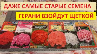 Сею Пеларгонию и выращиваю Только так результат 100 всхожесть из семян [upl. by Anawek760]