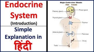 Endocrine system Introduction simple explanation in hindi  Bhushan Science [upl. by Pompea]