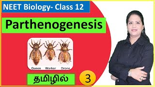 Parthenogenesis and its Types  Class 12 Biology  தமிழ் [upl. by Nytsirt240]