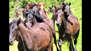 Transhumance en Bethmale 2014larrivée des chevaux au cirque de Campuls [upl. by Yticilef]