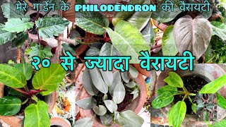 इतने खूबसूरत पौधे२० से ज्यादा philodendron की वैरायटी  Top 20 varieties of philodendron plant [upl. by Trembly250]