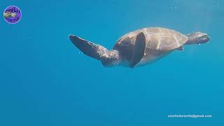 Snorkel Tenerife Tortugas 31072023  1 [upl. by Atinrahs]