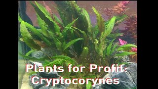 Plants for Profit Cryptocorynes  My Secrets Revealed [upl. by Thurmann]