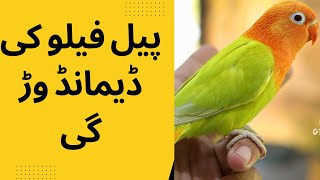 کیا بنے گا پیل فیلو کا  Future of palefallows lovebird [upl. by Zeiler873]