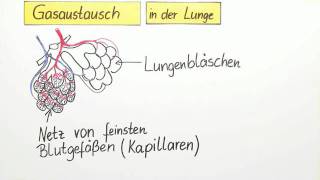 Gasaustausch in der Lunge So funktioniert die Atmung bei Menschen [upl. by Goldman616]