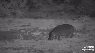 Hippo and leopard at Olifants River  africam  exploreorg [upl. by Laddie969]