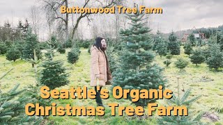 Seattles Organic Christmas Tree Farm  Buttonwood Tree Farm Vlog [upl. by Sluiter]