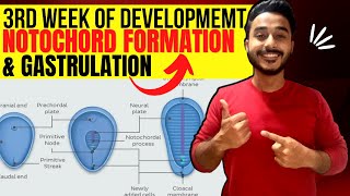 third week of development embryology  notochord formation embryology  formation of germ layer [upl. by Frasch]