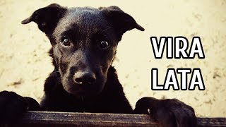 Cachorro Viralata  Quarteto Athus [upl. by Bein]